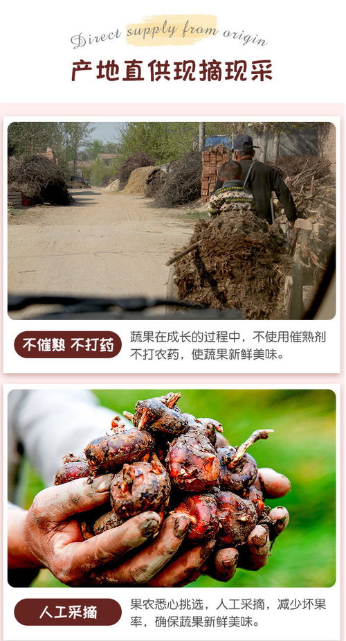 高原馬蹄脆甜，云南特產(chǎn)荸薺地梨的滋味與選購